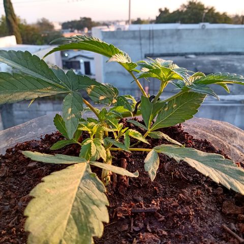 PYK  growlog timeline photo