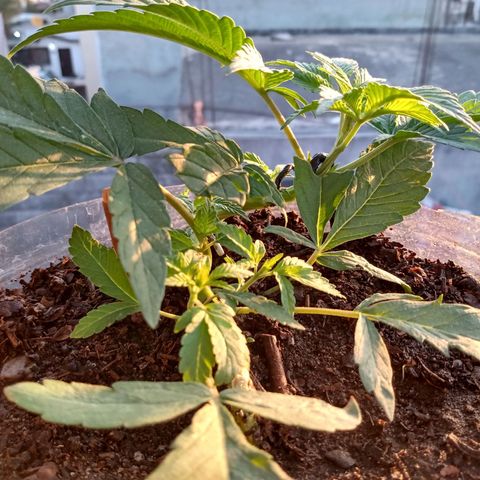 PYK  growlog timeline photo
