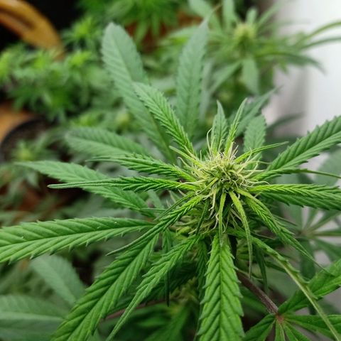 MK 1 growlog timeline photo