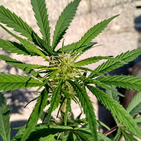 MK 1 growlog timeline photo