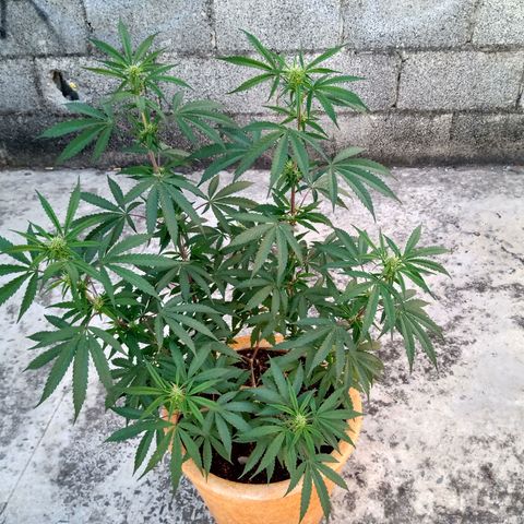 MK 1 growlog timeline photo