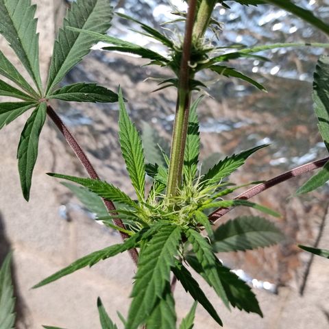 MK 1 growlog timeline photo