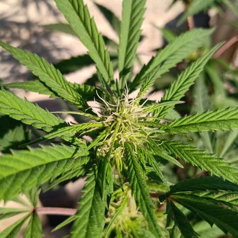 MK 1 growlog timeline photo