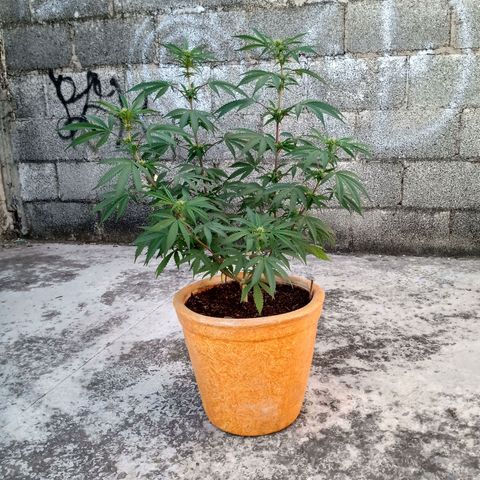 MK 1 growlog timeline photo