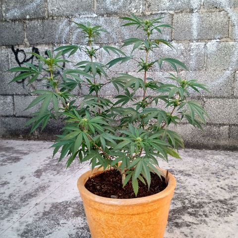 MK 1 growlog timeline photo