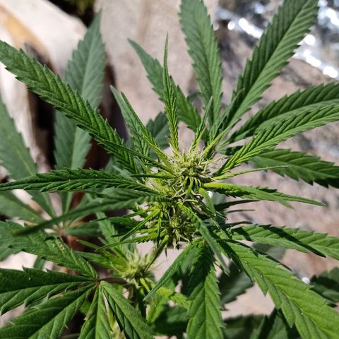 MK 1 growlog timeline photo