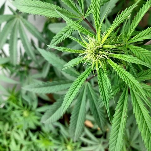 MK 1 growlog timeline photo