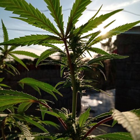 MK 1 growlog timeline photo