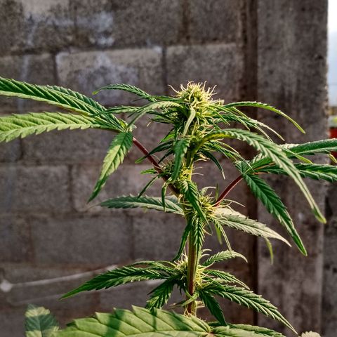 MK 1 growlog timeline photo