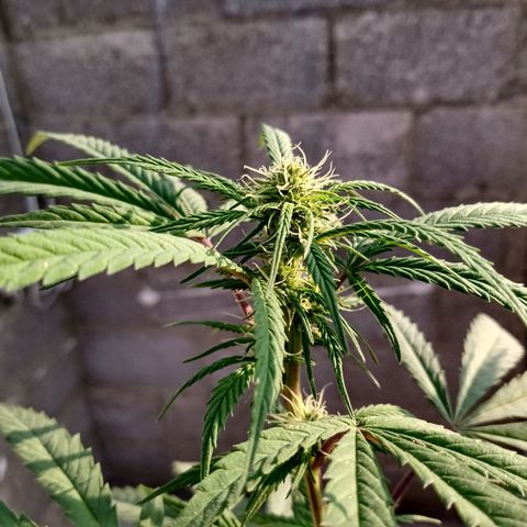 MK 1 growlog timeline photo