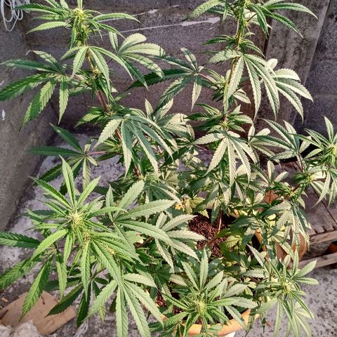 MK 1 growlog timeline photo
