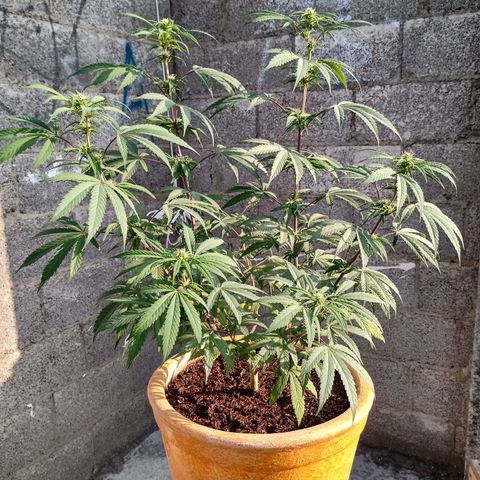 MK 1 growlog timeline photo
