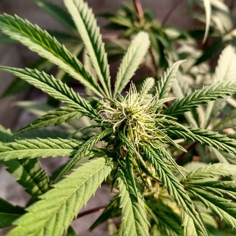 MK 1 growlog timeline photo