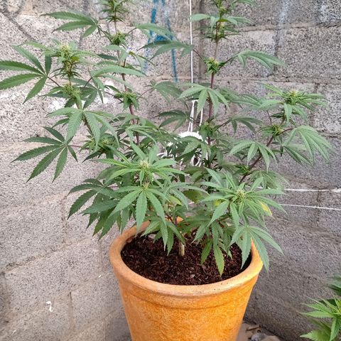 MK 1 growlog timeline photo