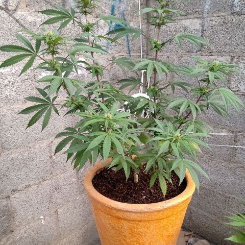 MK 1 growlog timeline photo