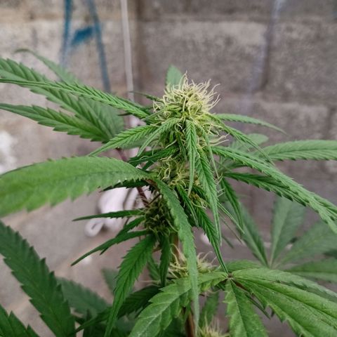 MK 1 growlog timeline photo