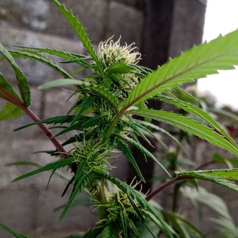 MK 1 growlog timeline photo