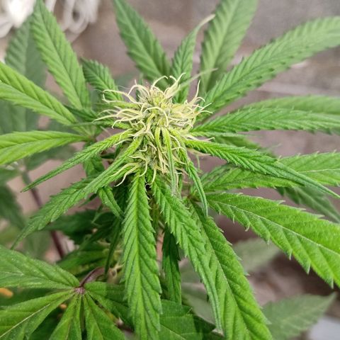 MK 1 growlog timeline photo