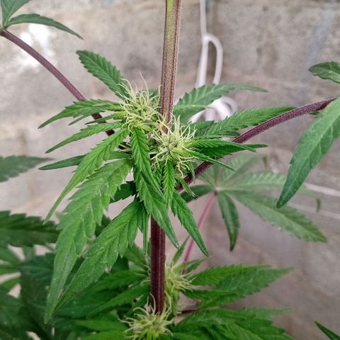 MK 1 growlog timeline photo