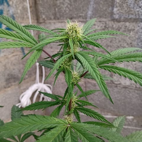MK 1 growlog timeline photo