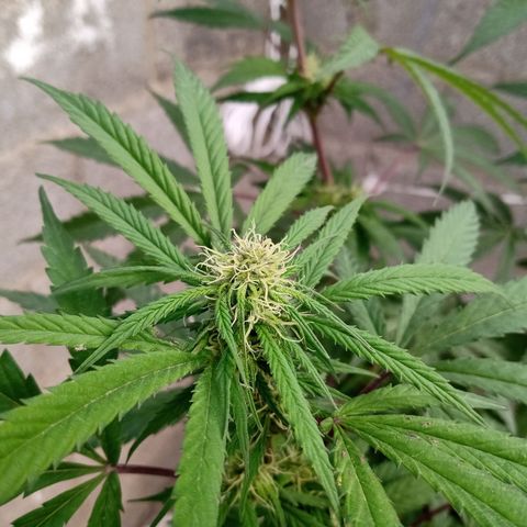 MK 1 growlog timeline photo