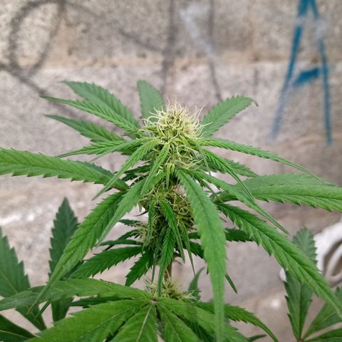MK 1 growlog timeline photo