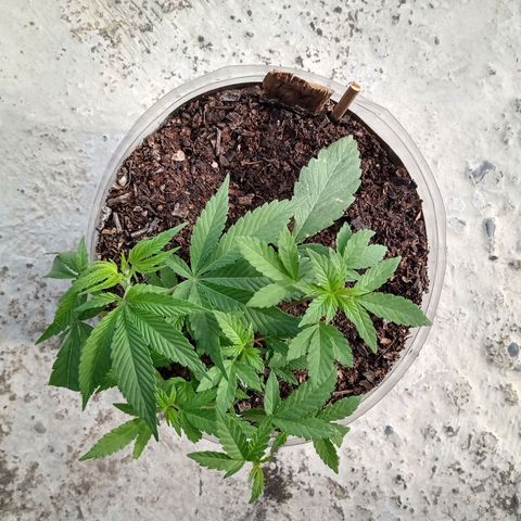 PYK  growlog timeline photo