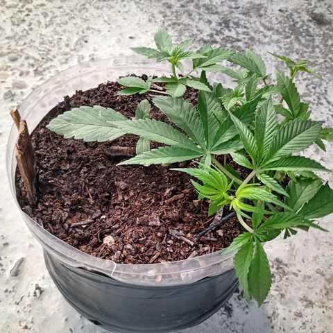 PYK  growlog timeline photo