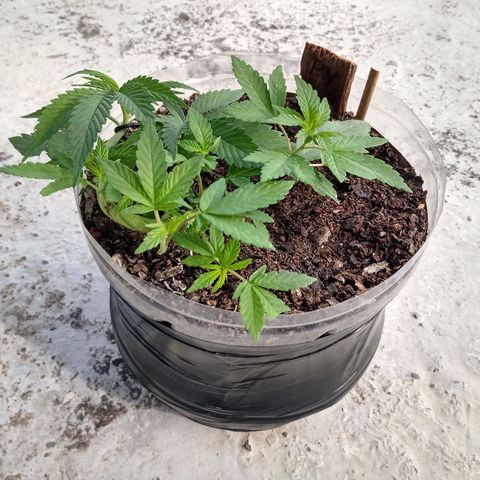PYK  growlog timeline photo