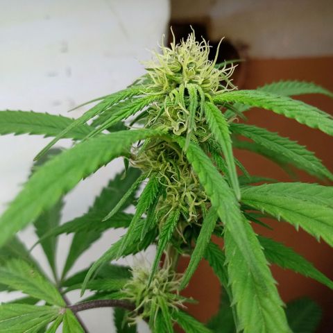 MK 1 growlog timeline photo
