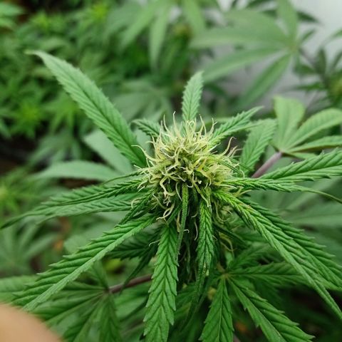 MK 1 growlog timeline photo