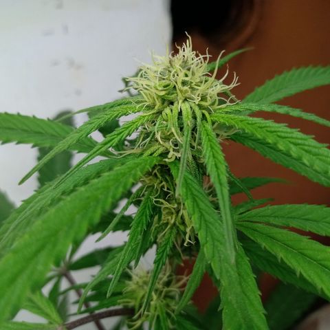 MK 1 growlog timeline photo