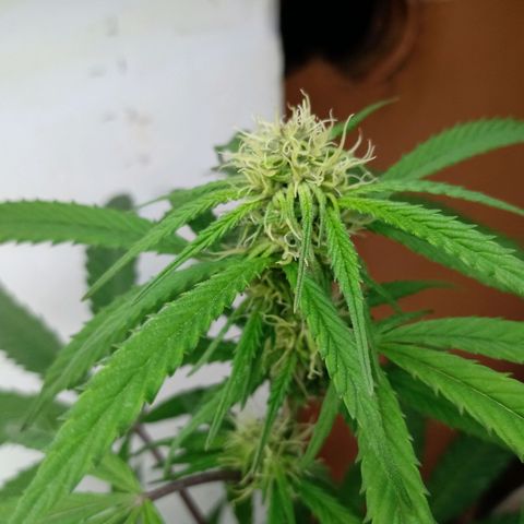 MK 1 growlog timeline photo