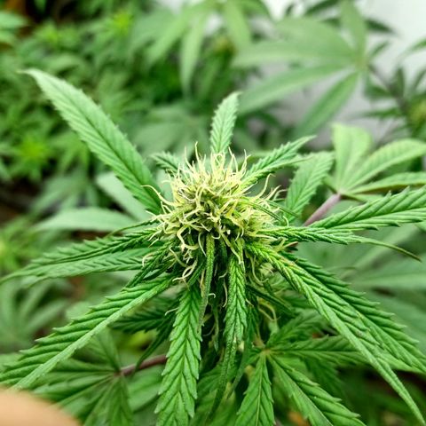 MK 1 growlog timeline photo
