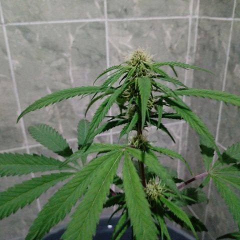 MK 1 growlog timeline photo