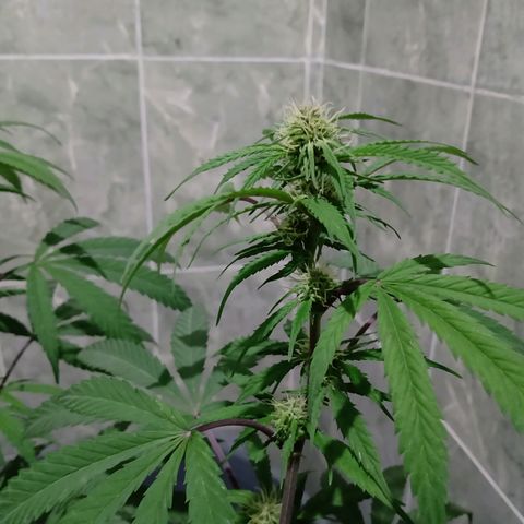 MK 1 growlog timeline photo