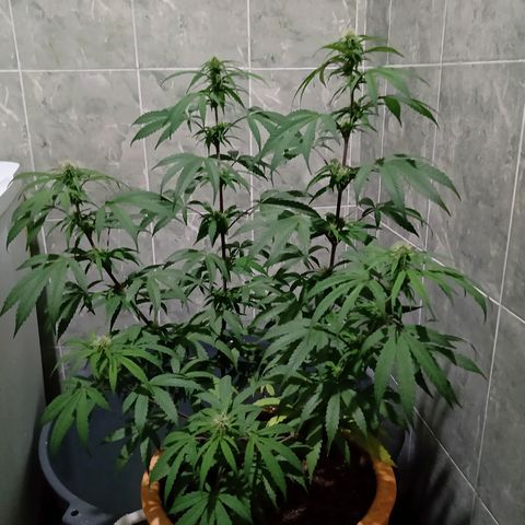 MK 1 growlog timeline photo