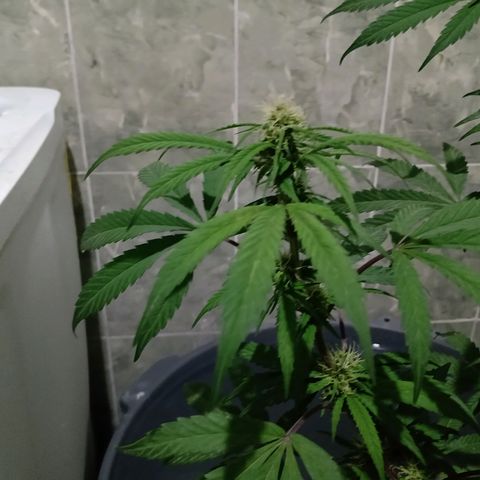 MK 1 growlog timeline photo
