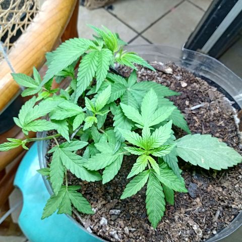 PYK  growlog timeline photo