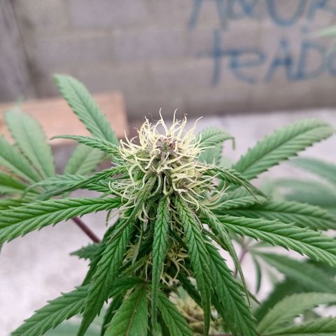 MK 1 growlog timeline photo