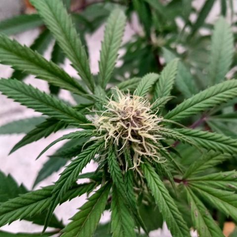 MK 1 growlog timeline photo