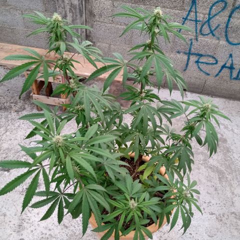 MK 1 growlog timeline photo