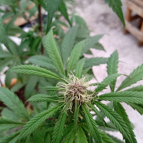 MK 1 growlog timeline photo