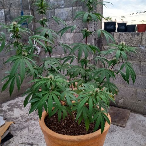 MK 1 growlog timeline photo