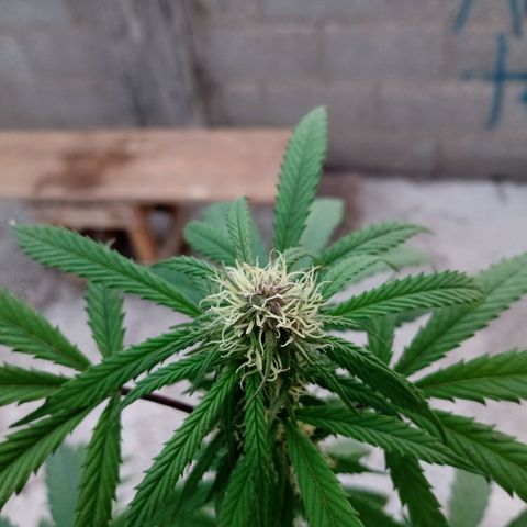 MK 1 growlog timeline photo