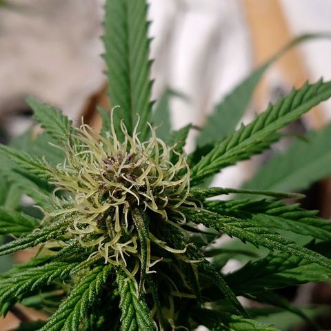 MK 1 growlog timeline photo