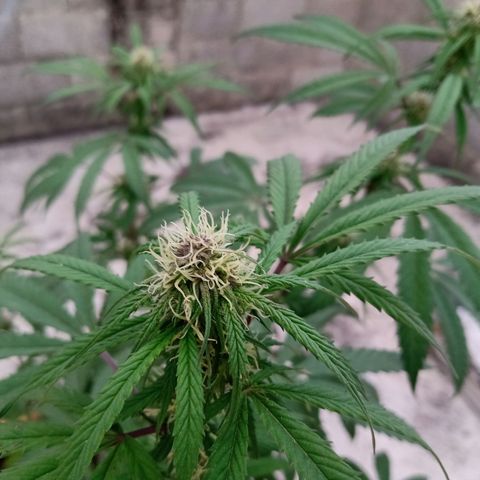 MK 1 growlog timeline photo