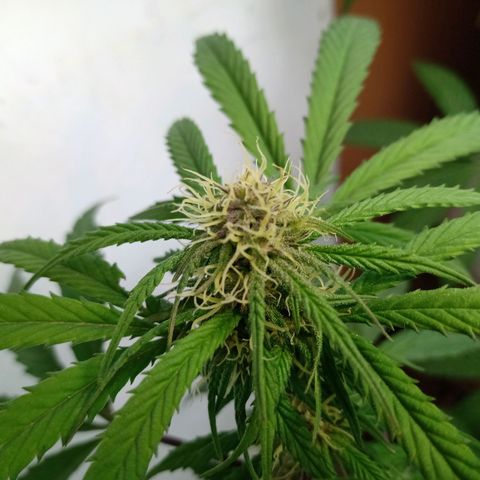 MK 1 growlog timeline photo