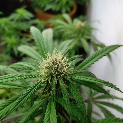 MK 1 growlog timeline photo