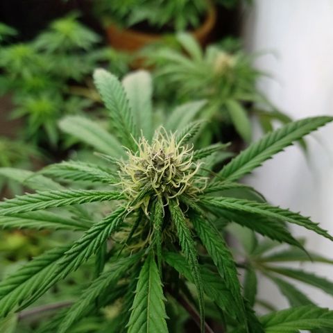 MK 1 growlog timeline photo